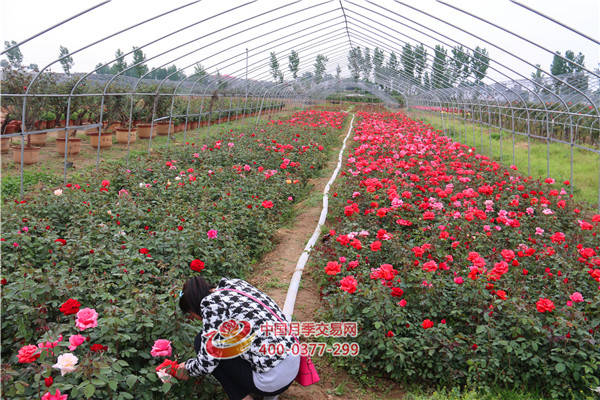 夢想著有這樣一個(gè)花園(圖1)